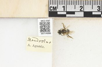 Media type: image;   Entomology 774086 Aspect: Labels
